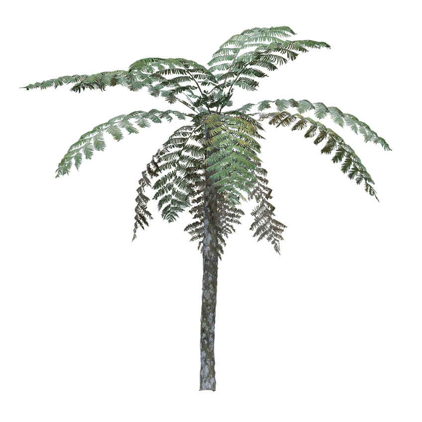 Pteridophyta - Fern